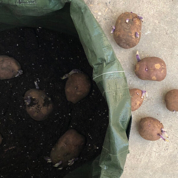 Potato Grow Bags