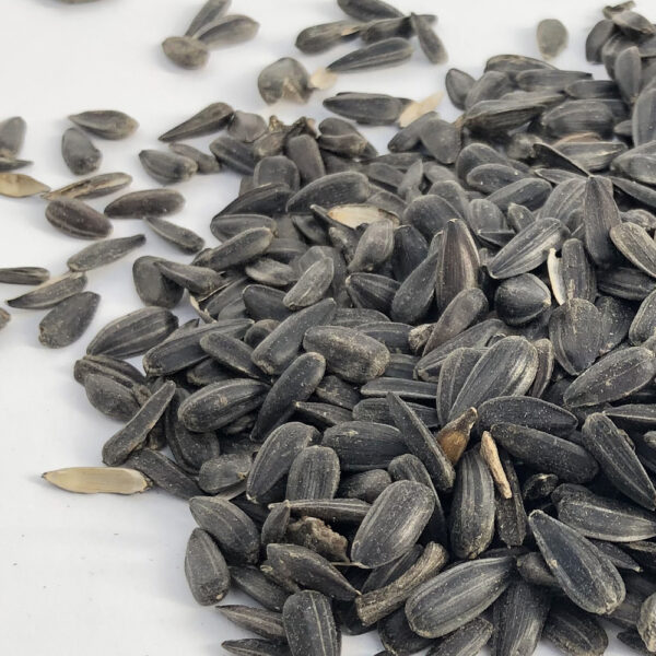 black oil sunflower seed