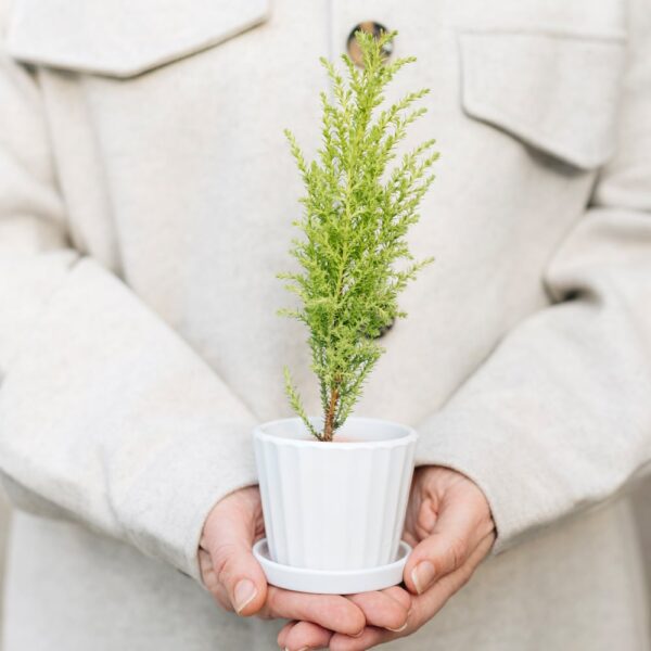 cypress fern