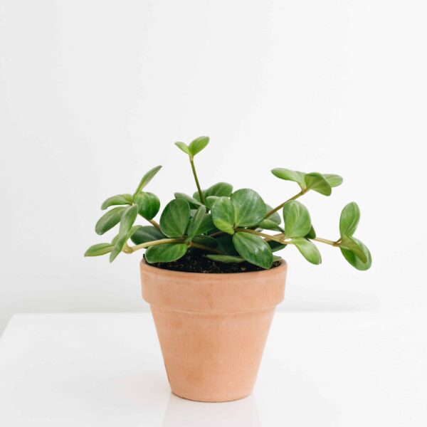 Peperomia Hope
