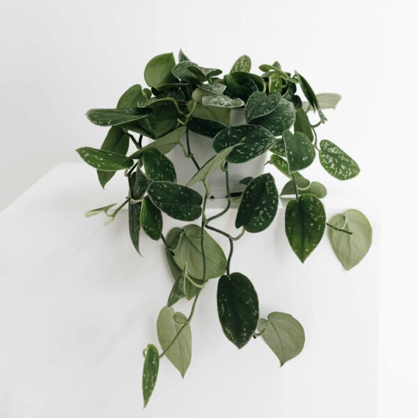 Pothos Silver Satin